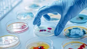 Effects of Bacillus licheniformis on the water quality, growth performance and bacterial community in Penaeus vannamei aquaculture system