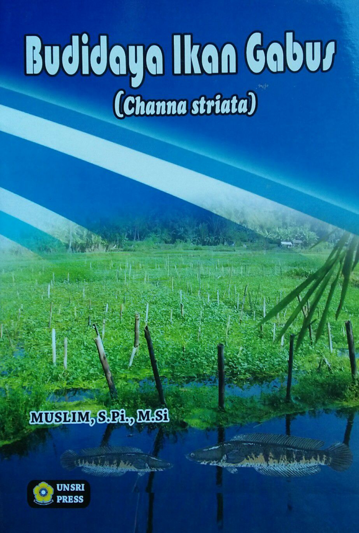 Budidaya Ikan Gabus (Channa Striata)